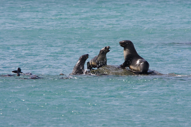 Antarctic Fur Seals Playing On Offshore Rock